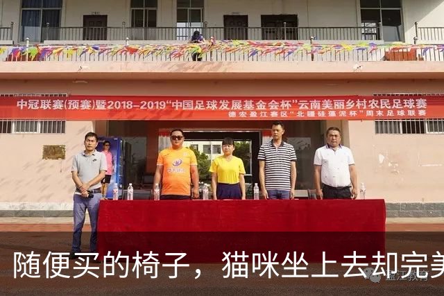 随便买的椅子，猫咪坐上去却完美契合，还以为是量身定做的！